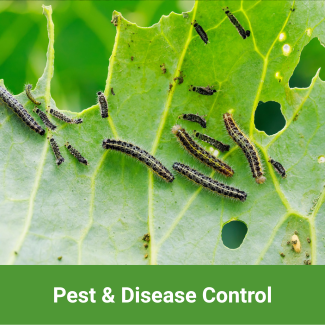 View All Pest & Disease Control